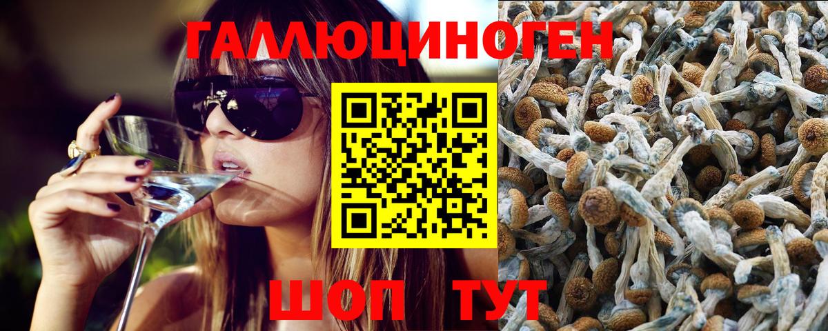 Галлюциногенные грибы Psilocybe Сегежа